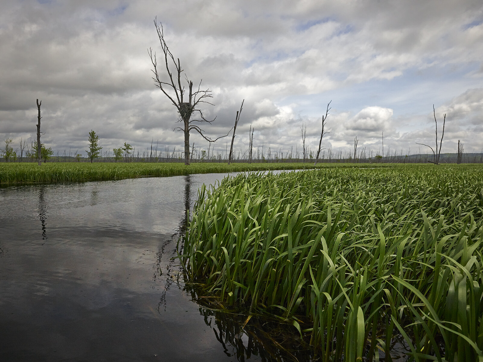 River Bend with Nest.jpg