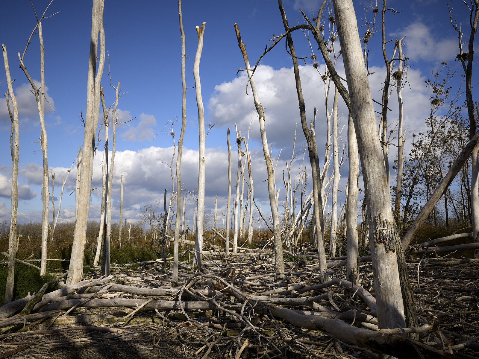 Comorant Nest Area, Leslie Street Spit (2019)