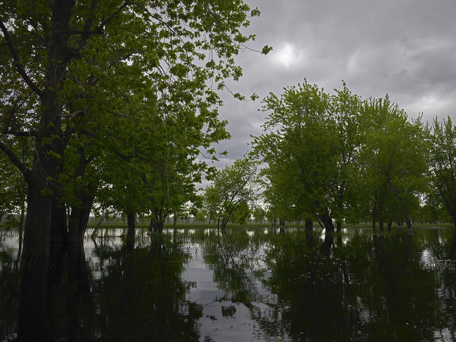 Approaching Dusk, Minesing Wetlands (2020)