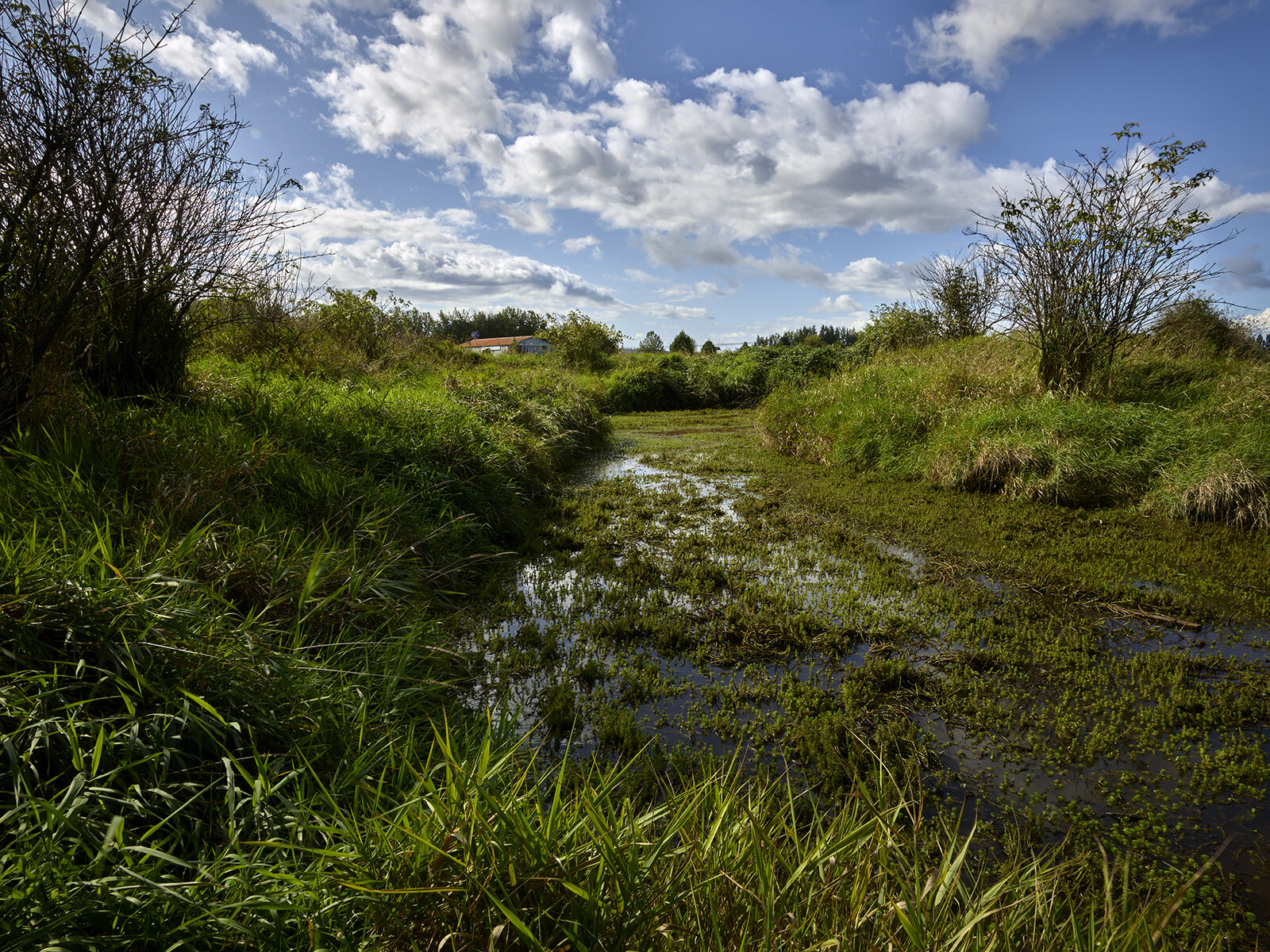 Pacific Flyway Marsh, Serpentine, Fraser Delta (2019)