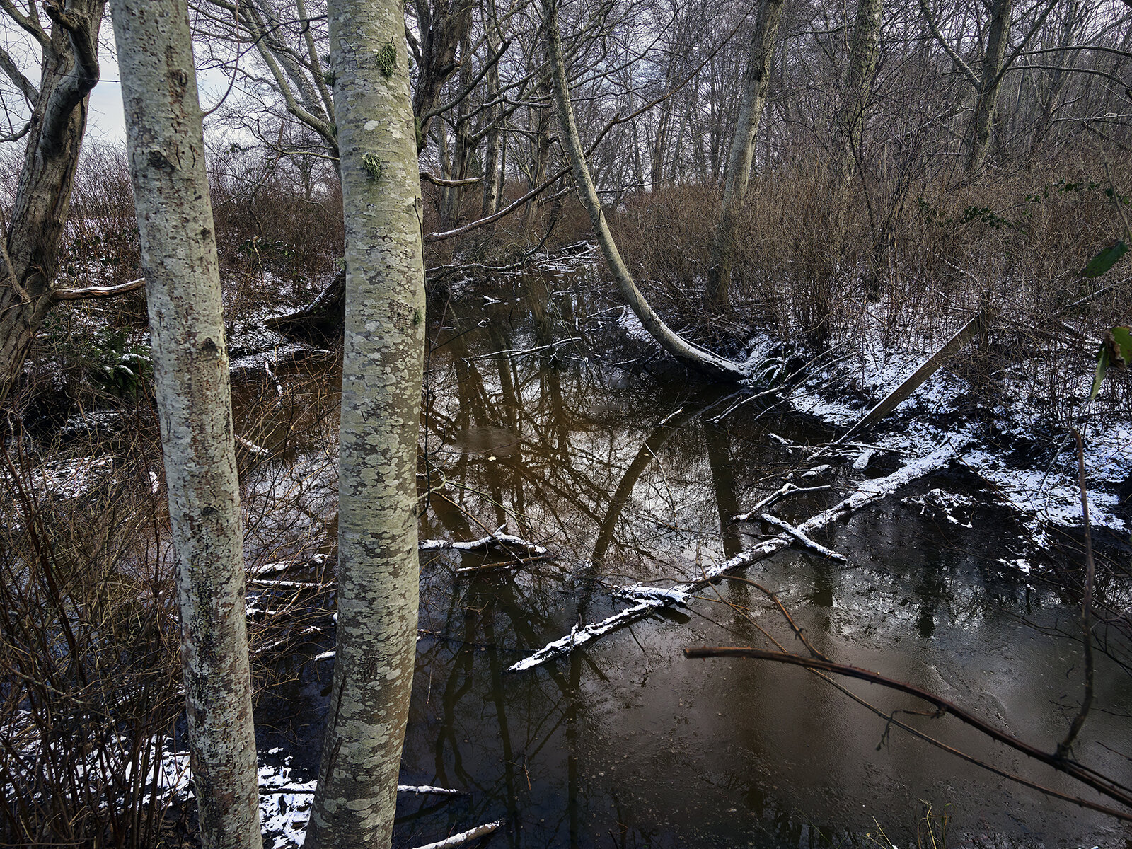 Ewen Slough, Fraser Delta (2019)