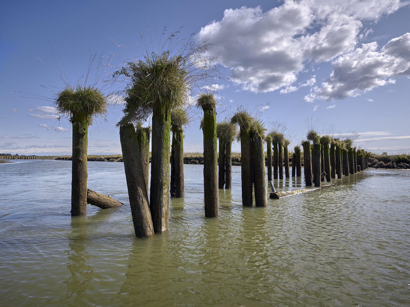 Ruins of Salmon Cannery Pier, Fraser Delta (2019)