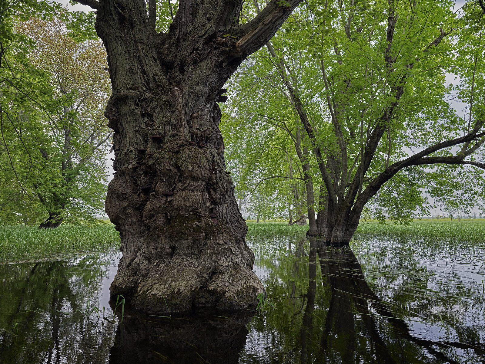 Lord of the Rings Tree, Silver Maple Grove, Minesing Wetlands (2019)
