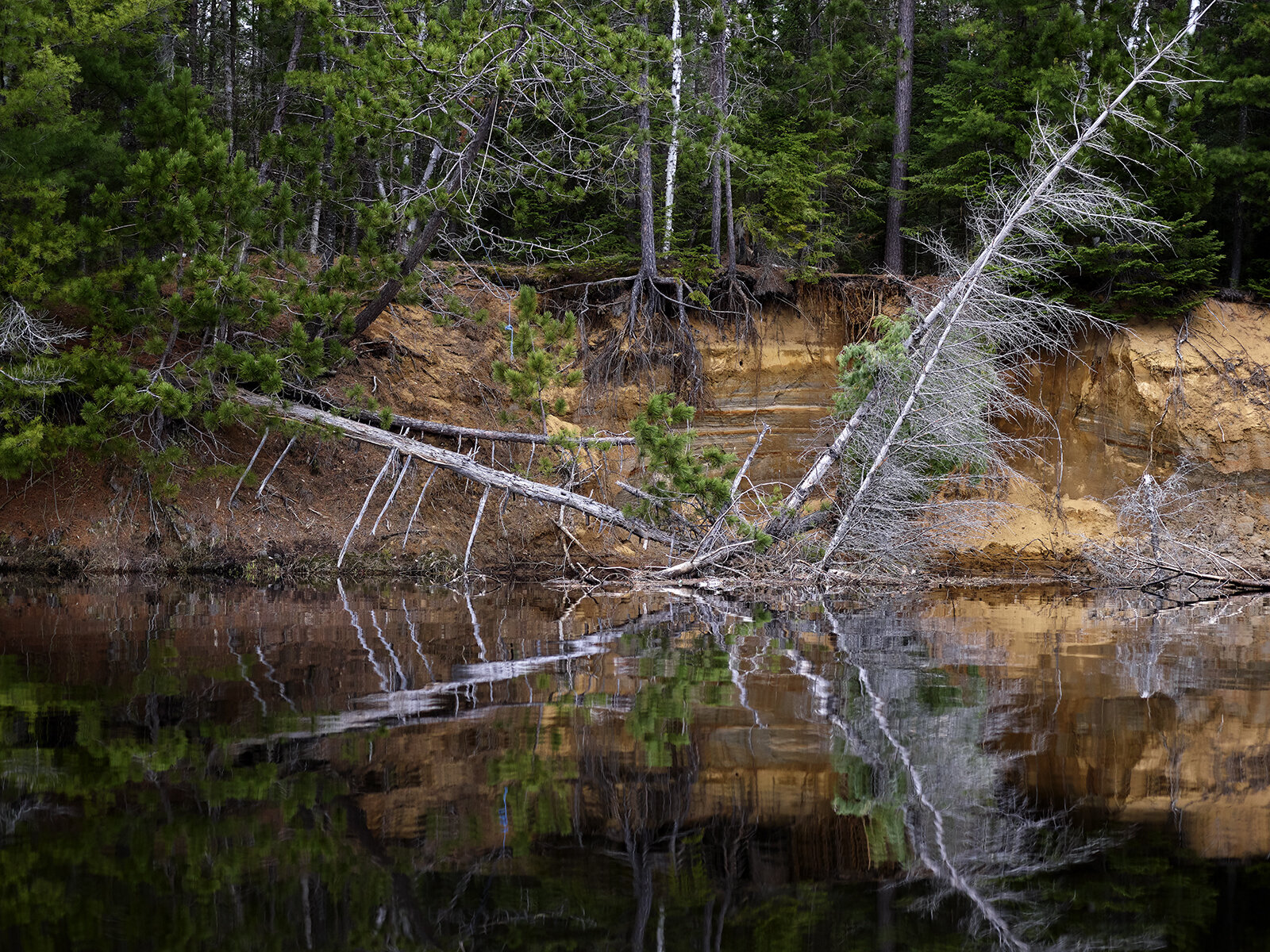 Fallen Trees, Lower Oxtongue River (2019)