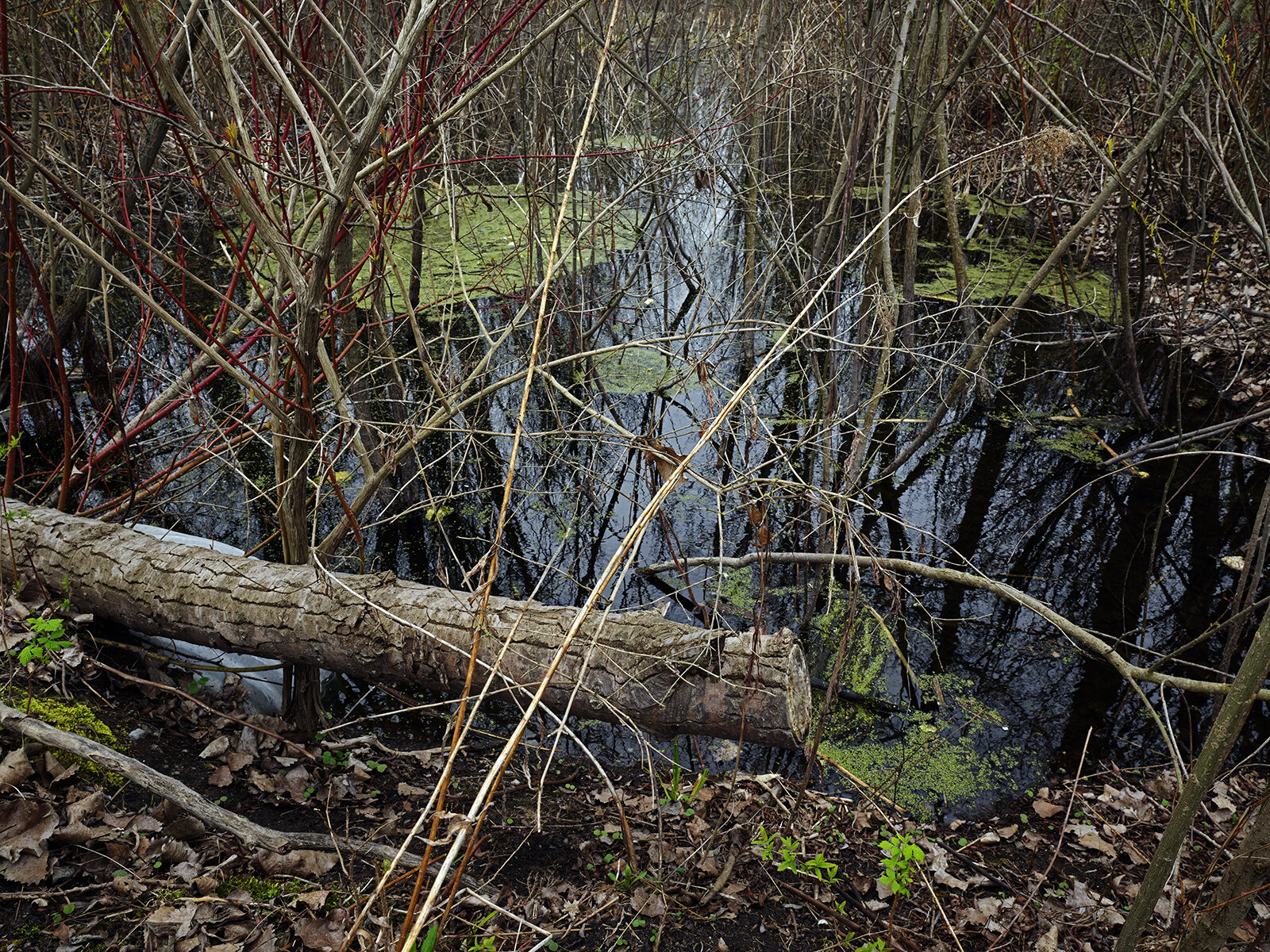 Pond in Early Spring, Leslie Street Spit (2020)