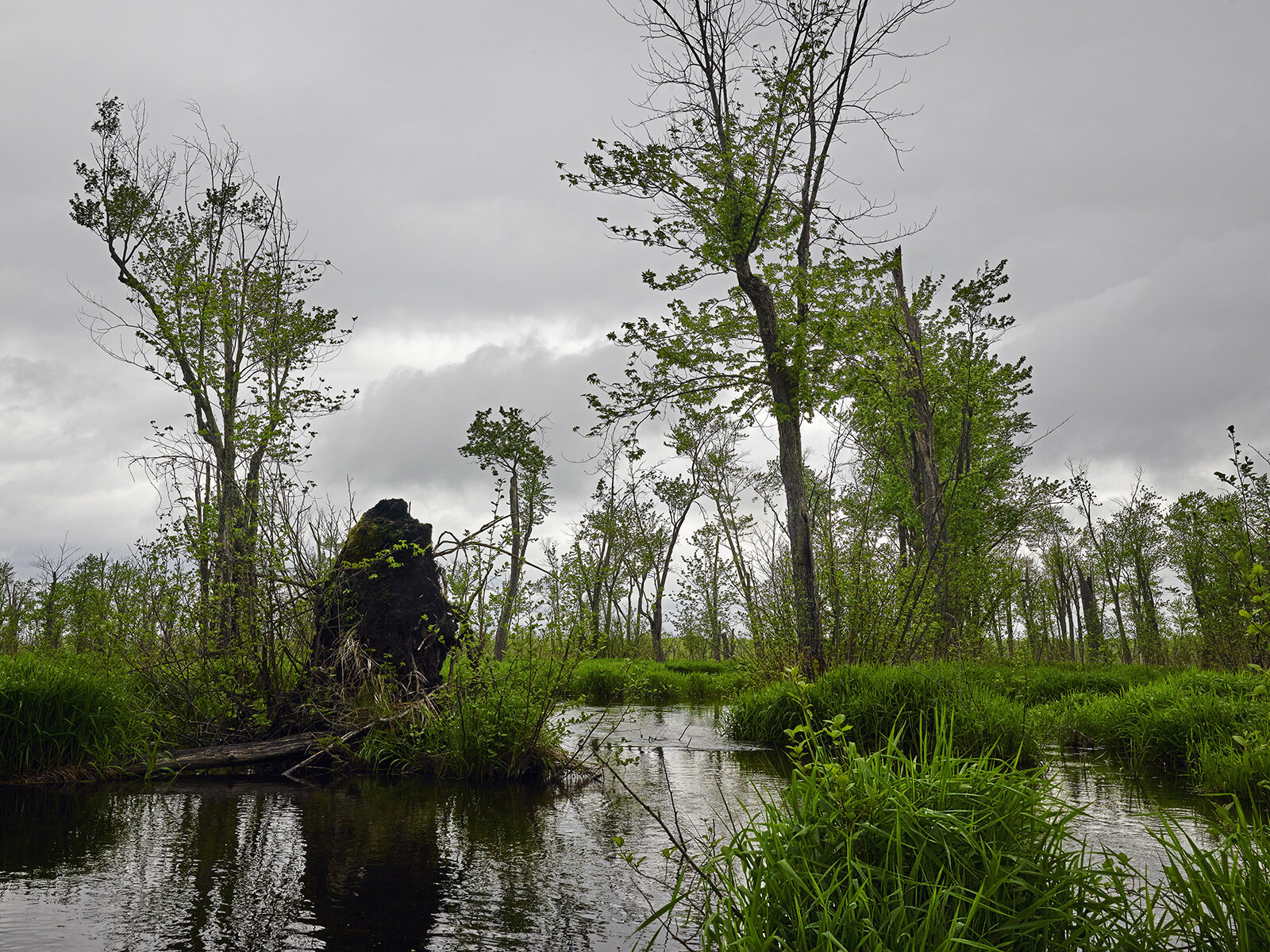 Willow Creek Meander, Minesing Wetlands (2020)