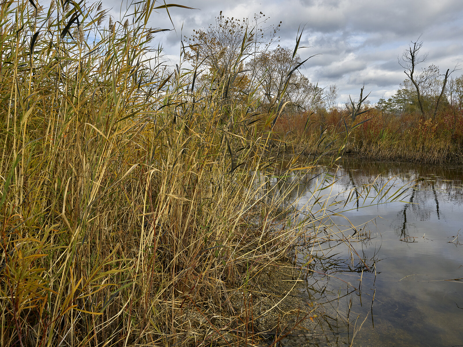 Fall Grasses, Leslie Street Spit (2019)