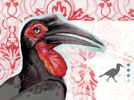 "SOUTHERN GROUND HORNBILL"