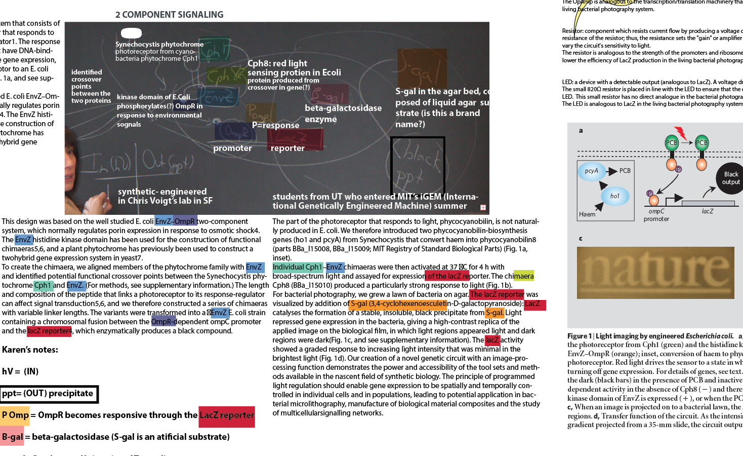 My Illustrator drawing board; a midway view into the many months it took to decode and depict the microbial process that generates a bacterial photograph. The version that appeared in the book is in the header above.