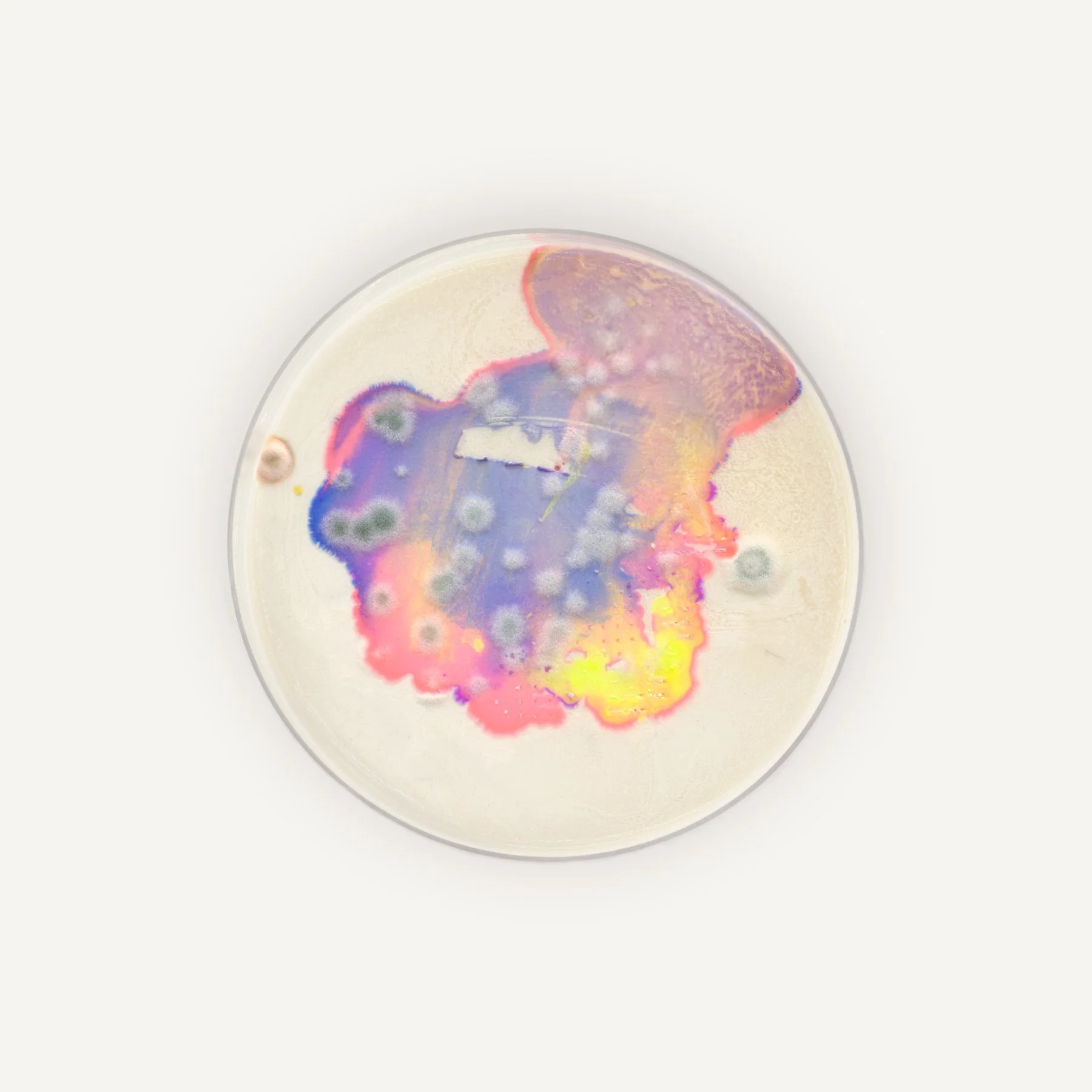 petri_detailed_6x6_white_1.jpg