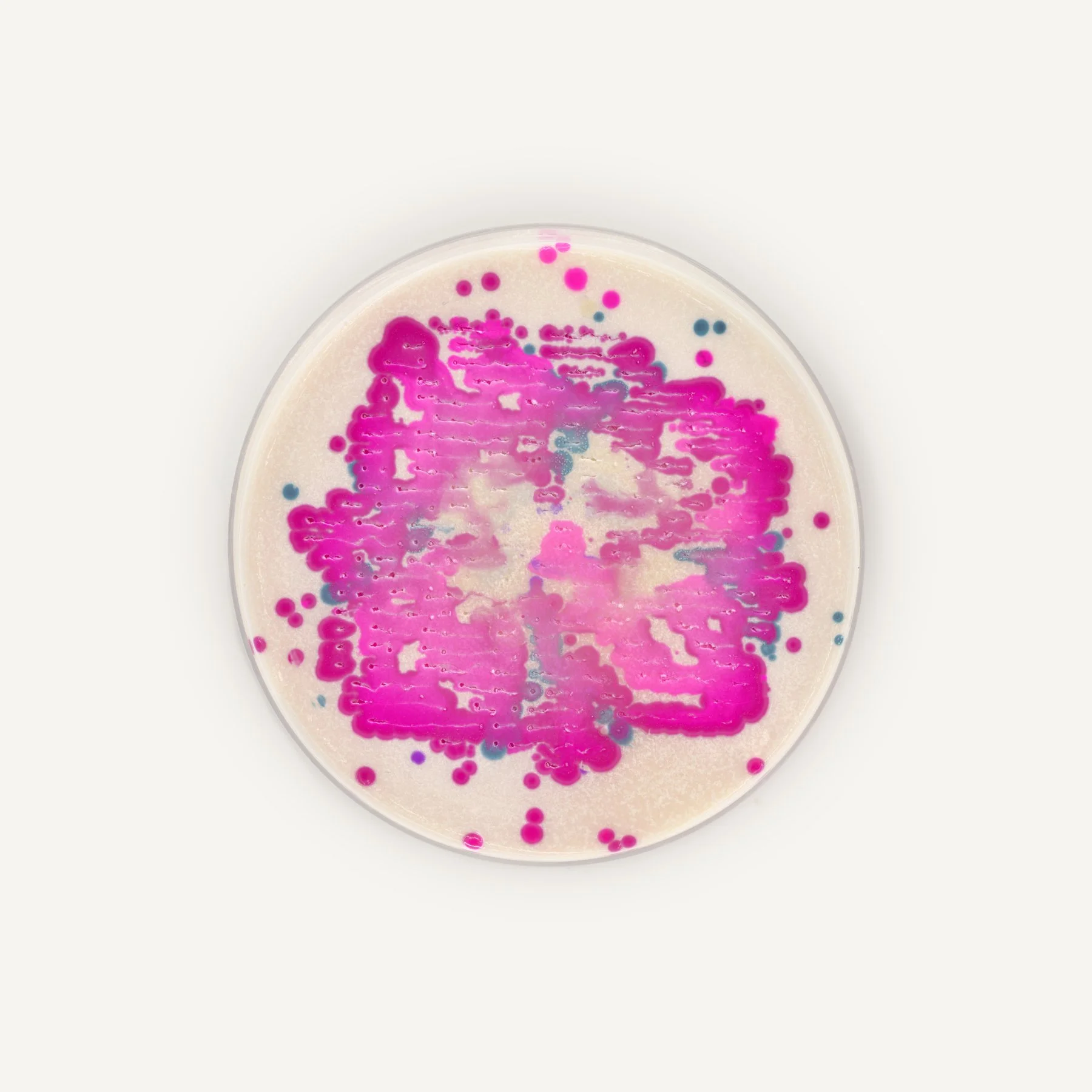 petri_detailed_6x6_white_2.jpg