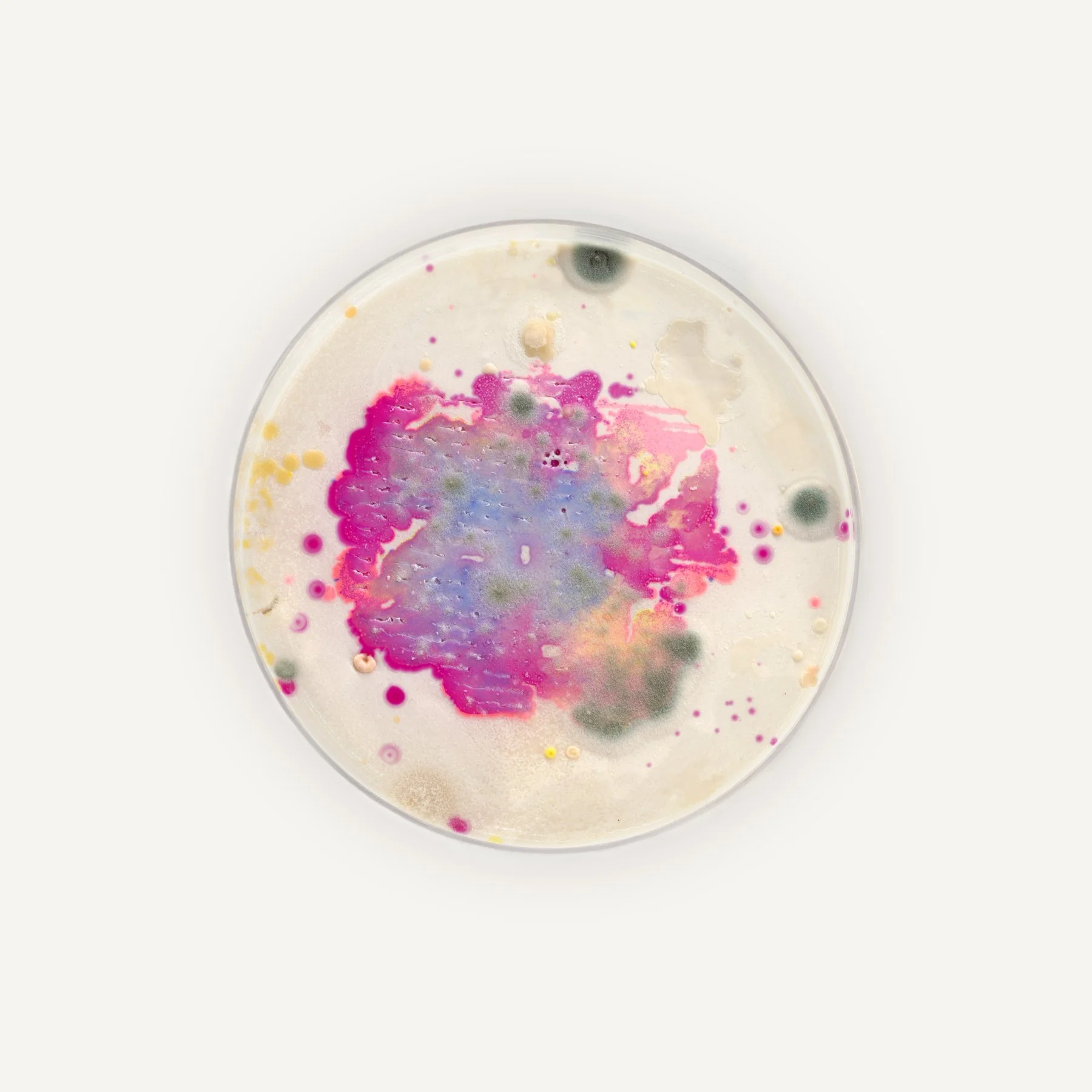 petri_detailed_6x6_white_5.jpg