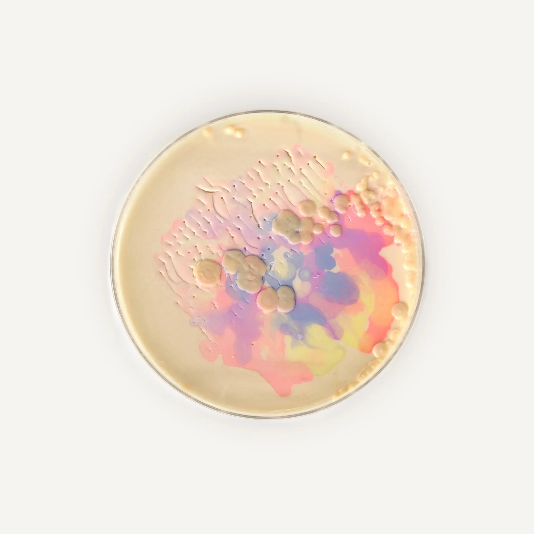 petri_detailed_6x6_white_6.jpg