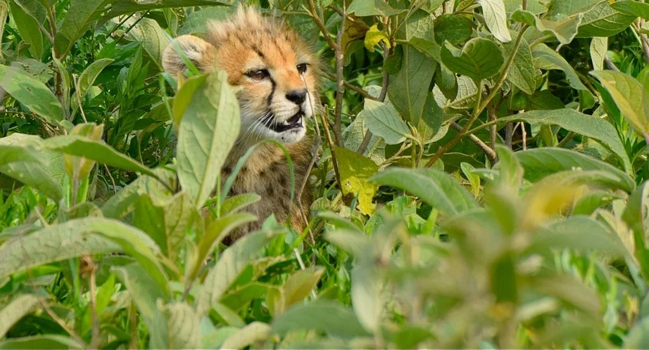 Cheetah_cub_in_grass.jpg