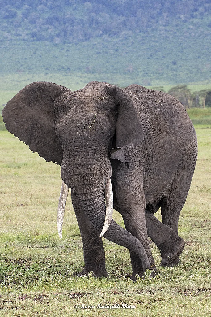 Conservationists want killing of elephants halted