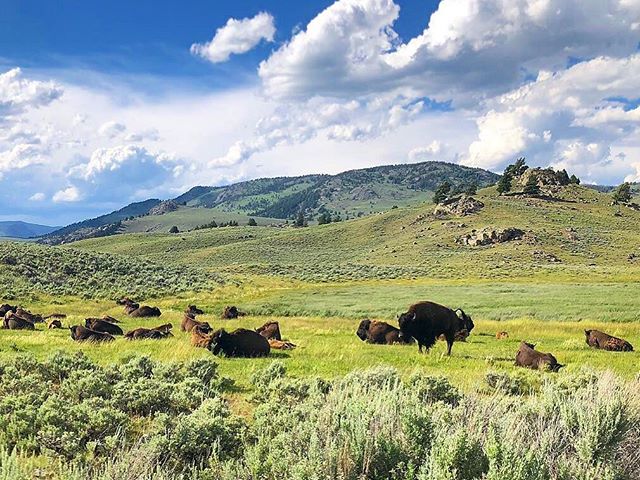 Yellowstone National Park is a dream for photographers! Here&rsquo;s a heard of wild bison taking a break. Placing the most dominant bison in the lower right corner is what rule of thirds is all about! 
Follow us @islastudio_photo_class for more to c
