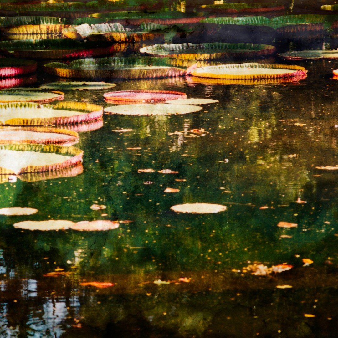Water, light and lillies coexisting, oozing tranquility and depth I just can&rsquo;t ignore. 

Equilibrium. Limited Edition print.