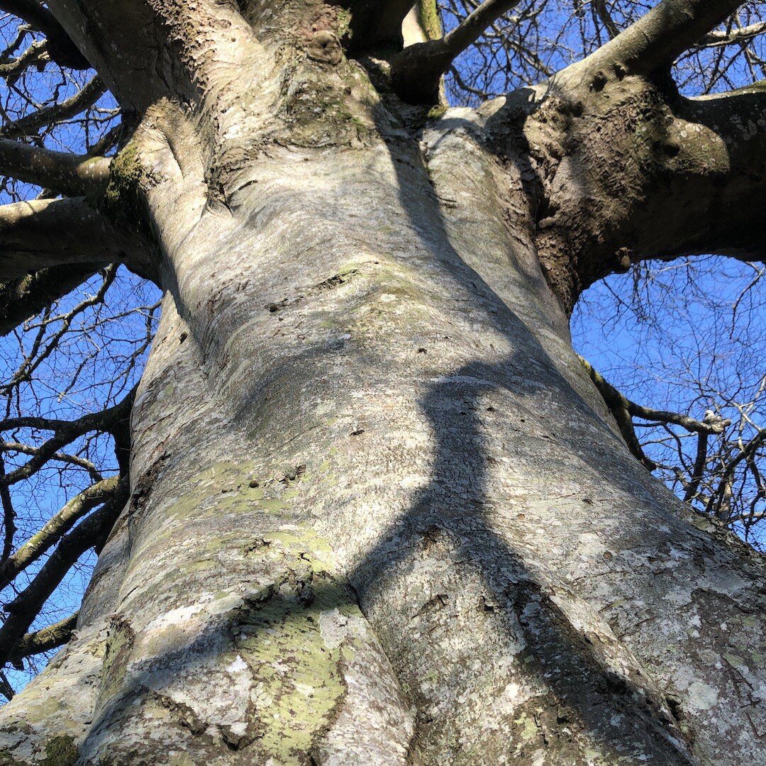 Spotted on a walk last week, I just love this tree, it reminds me of an elephant!