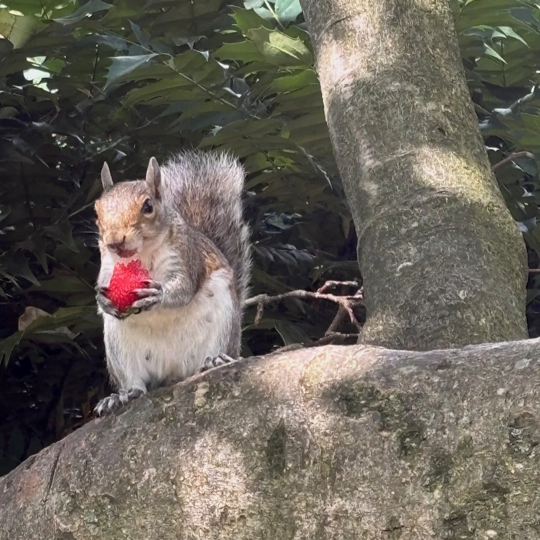 Someone's enjoying a strawberry instead of my usual monkey nut offering!