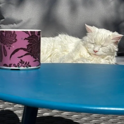 A cat's life. Tuft enjoying the warmth of the spring sunshine.