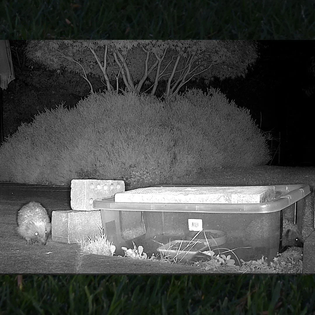 One in, one out! The garden has become a hedgehog pit stop, lots of visitors to the feeding stations from 10 pm until 4 am. Beginning to recognise some of them including the one we call the 'early diner' who habitually arrives before everyone else - 