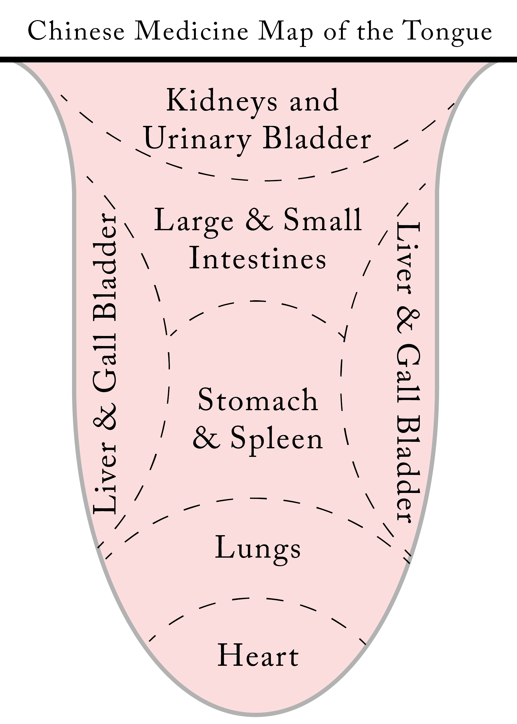 What Does Your Tongue Say About Your Health?! Tongue Diagnosis — Lily