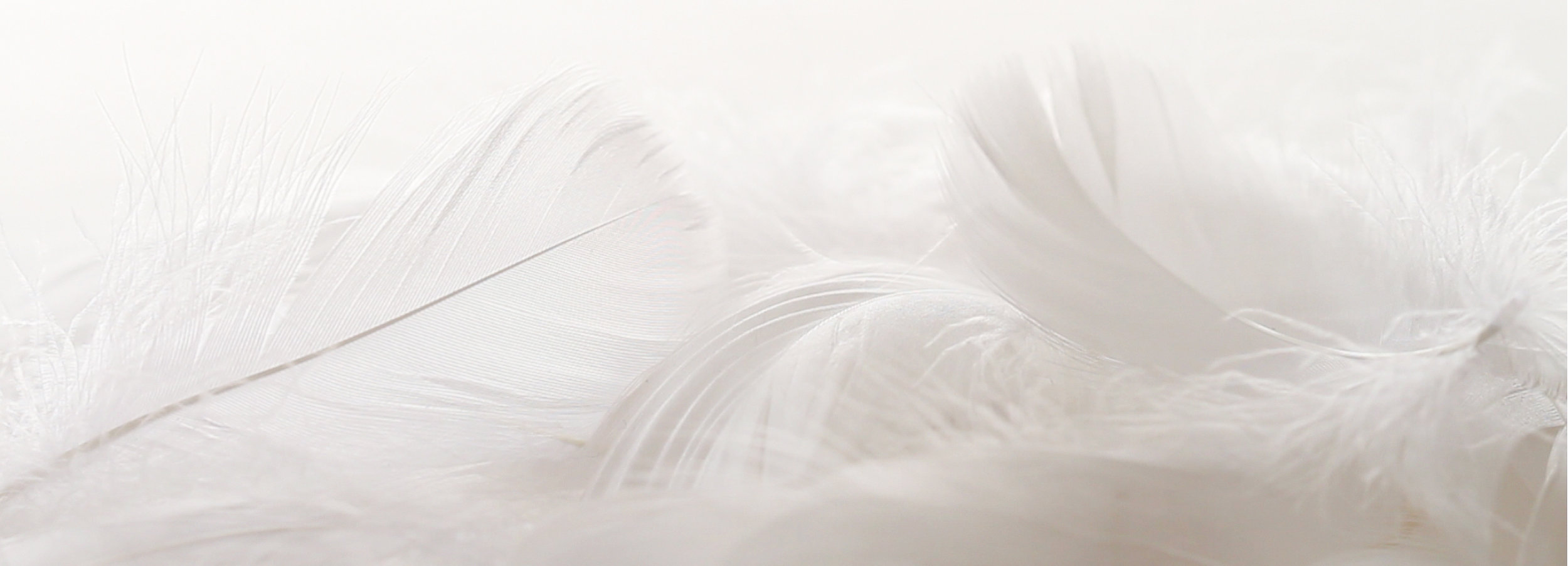 Social-Causes-White-Feathers-6405.jpg