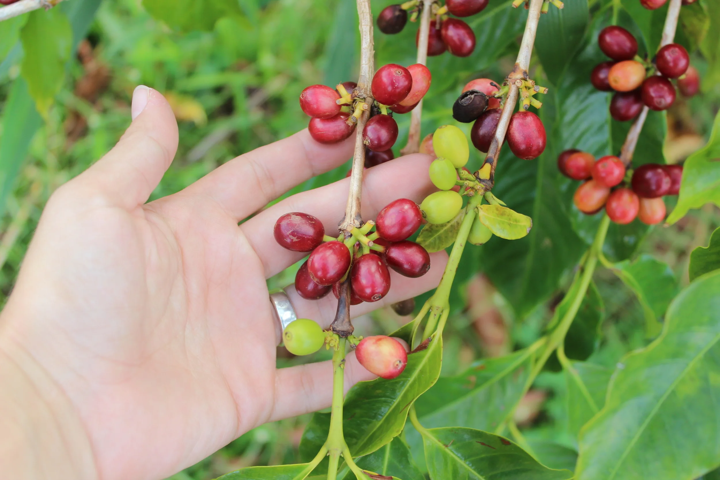 Cascara (Coffee Cherry Tea)