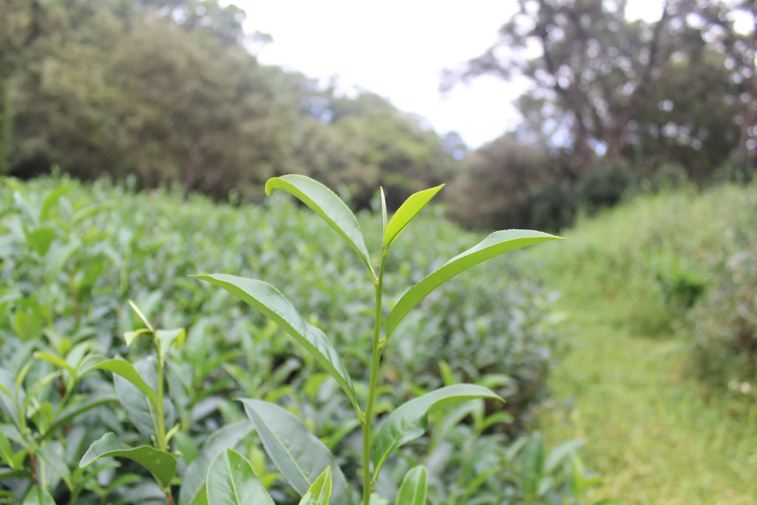  Introduction To The Tea Plant - Camellia Sinensis
