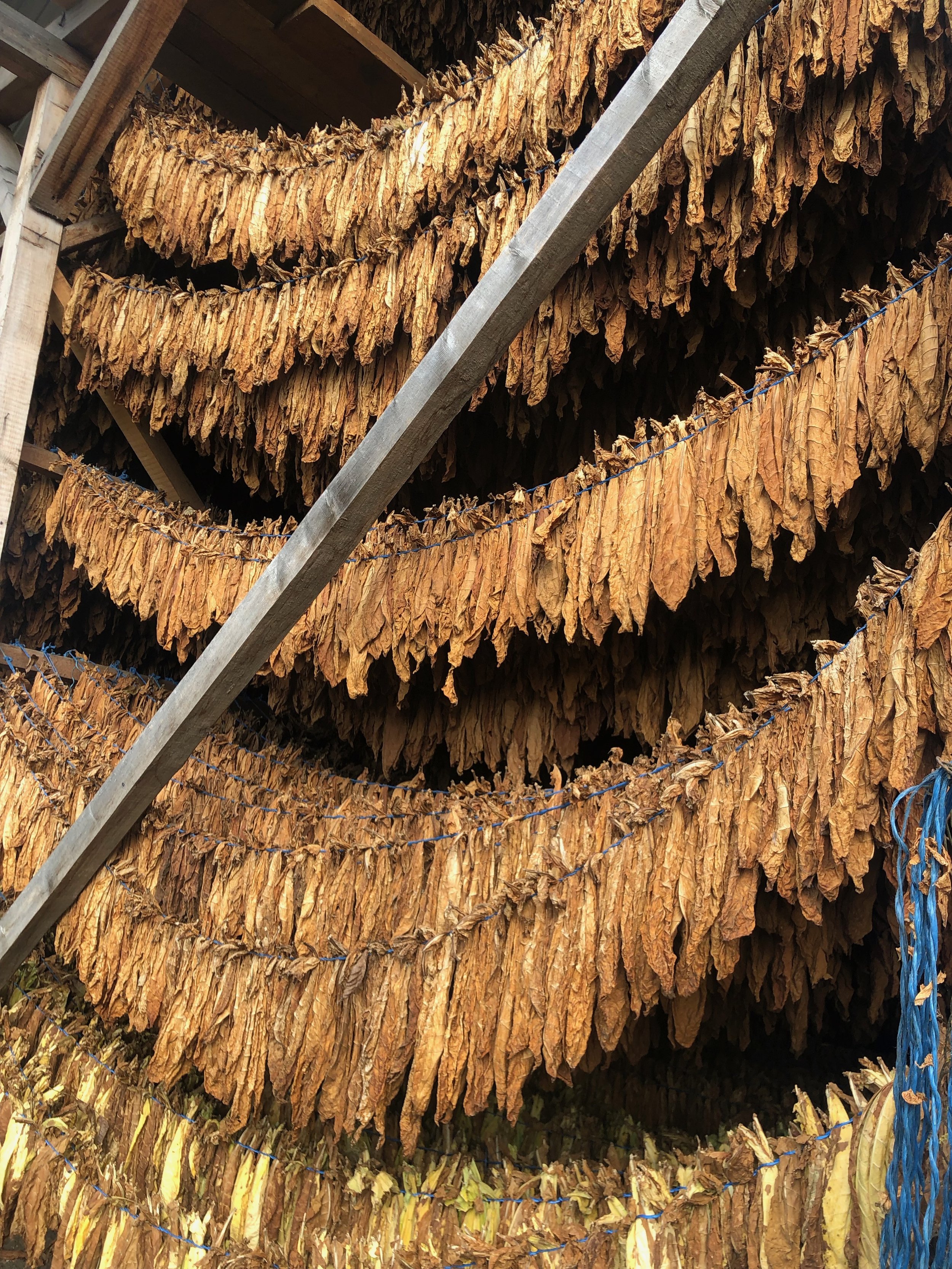 Tobacco leaves drying in a village near Budești