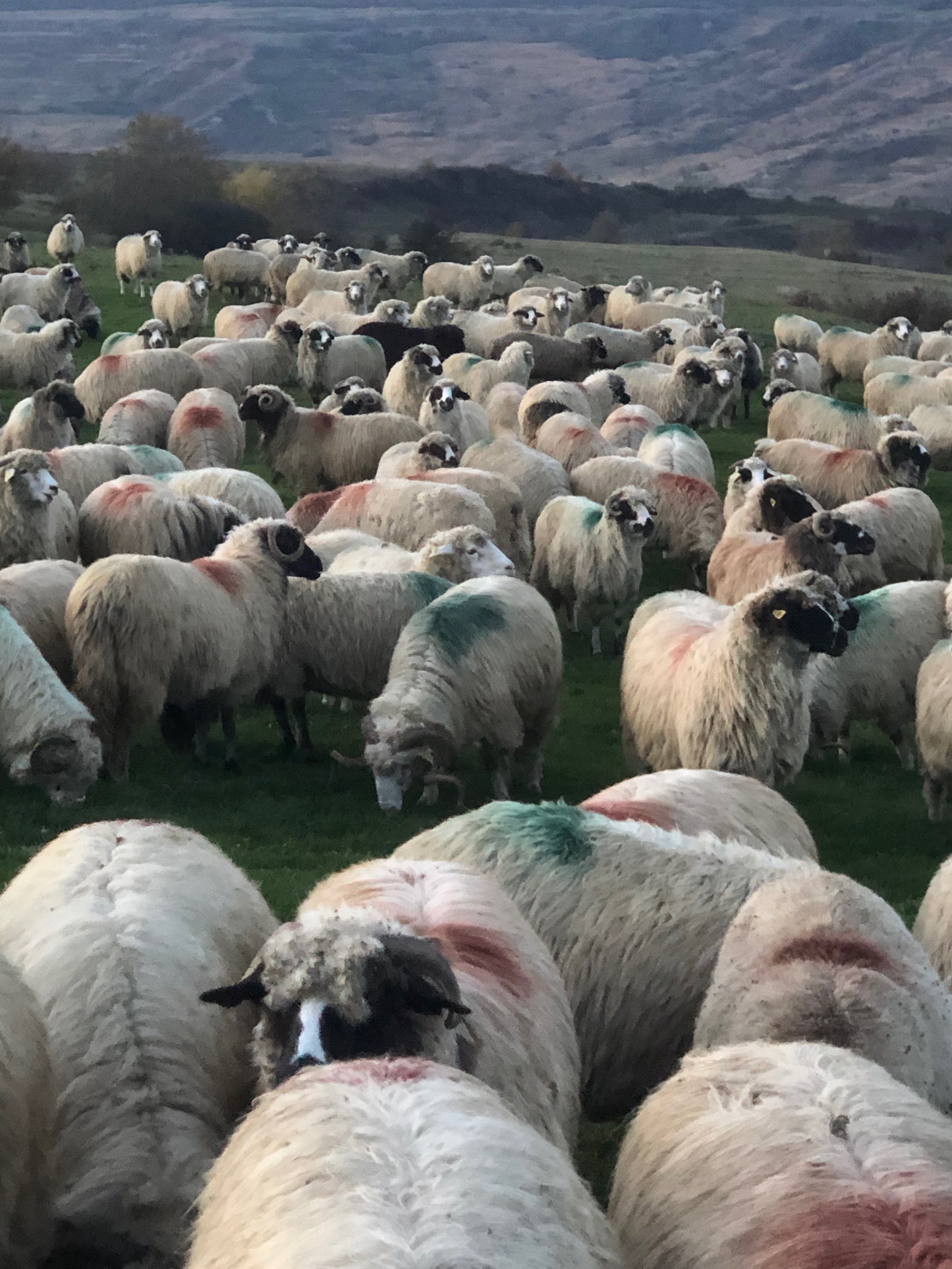 The colors signify which owner the sheep belong to. 