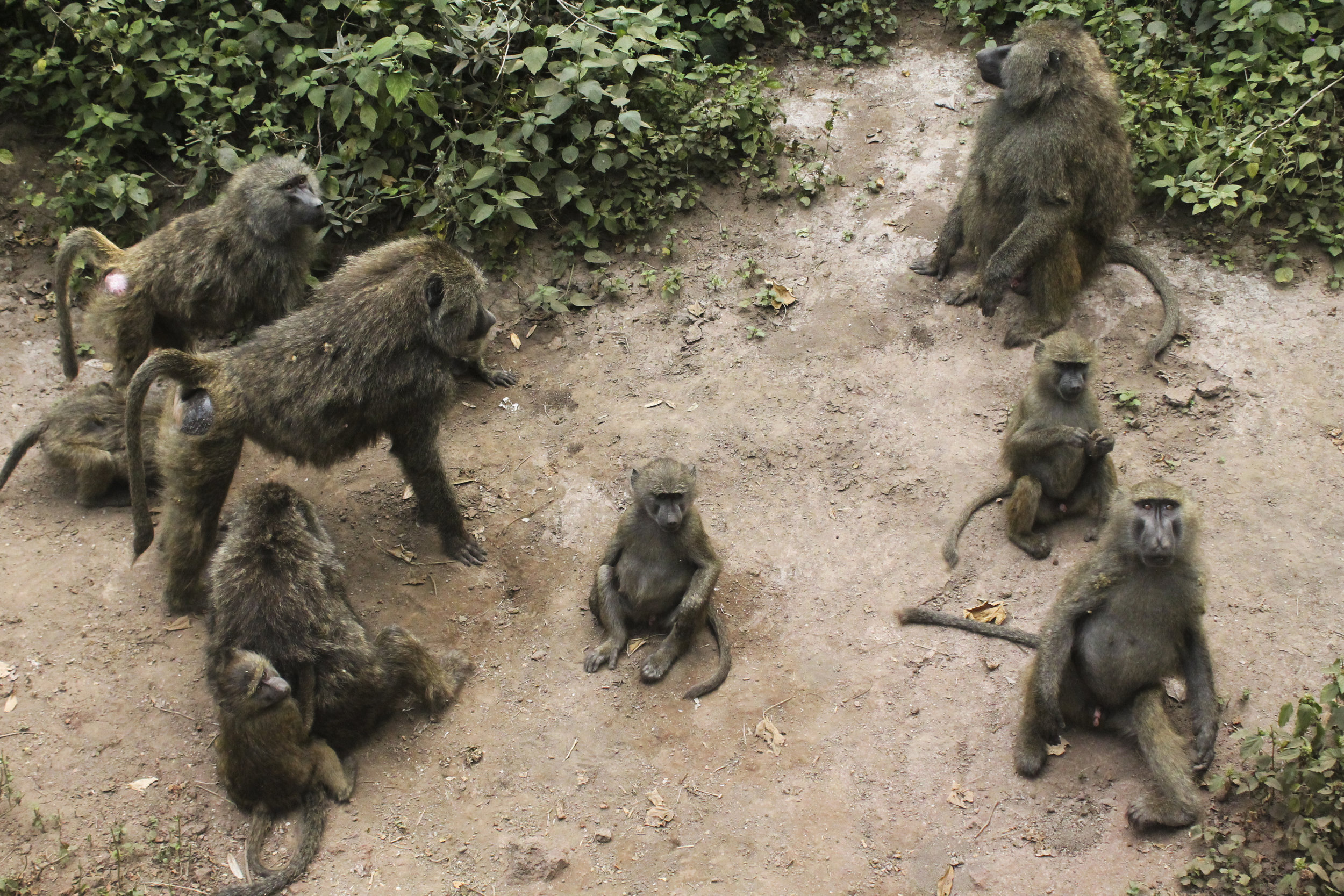  A family of baboons gather in Tarangire National Park in July, 2017 in Tanzania, Africa.&nbsp; 