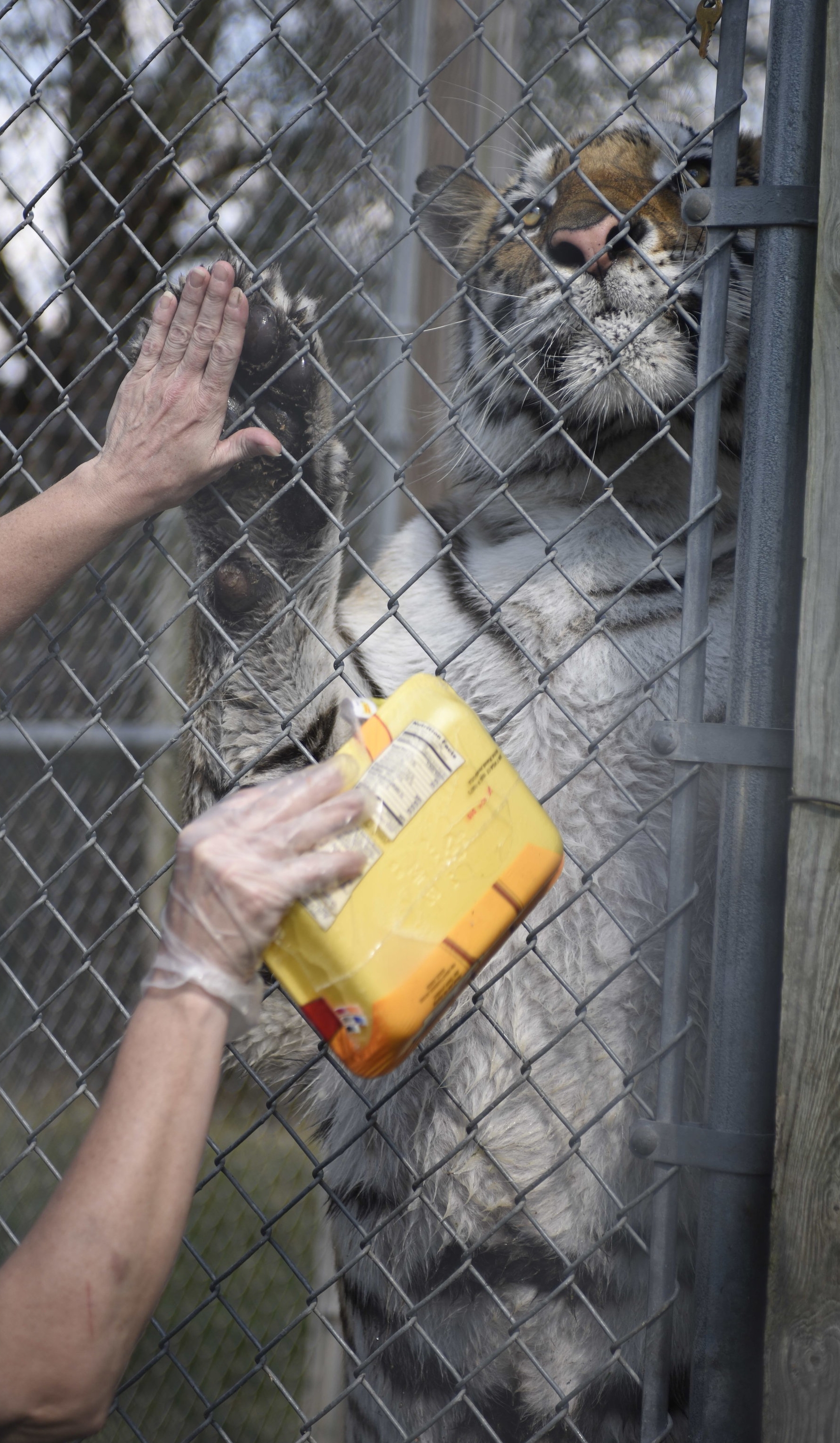  Holly, the tiger, high-fives farm volunteer, Tina Lavender on Sunday at the D&amp;D Farm Animal Sanctuary and Rescue fall open house in Columbia. "I love the animals like they are my own," Lavender exclaimed. 