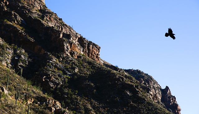 Seven Falls
.
.
.
.
.
#sevenfalls #arizona #universityofarizona #tucson #tucsonarizona #desert #cactus #waterfalls #birds #water #canon #canonphotography #mark3 #canon5dmarkiii #nature #hikingadventures #hiking #canyon #photography #photo #photograph