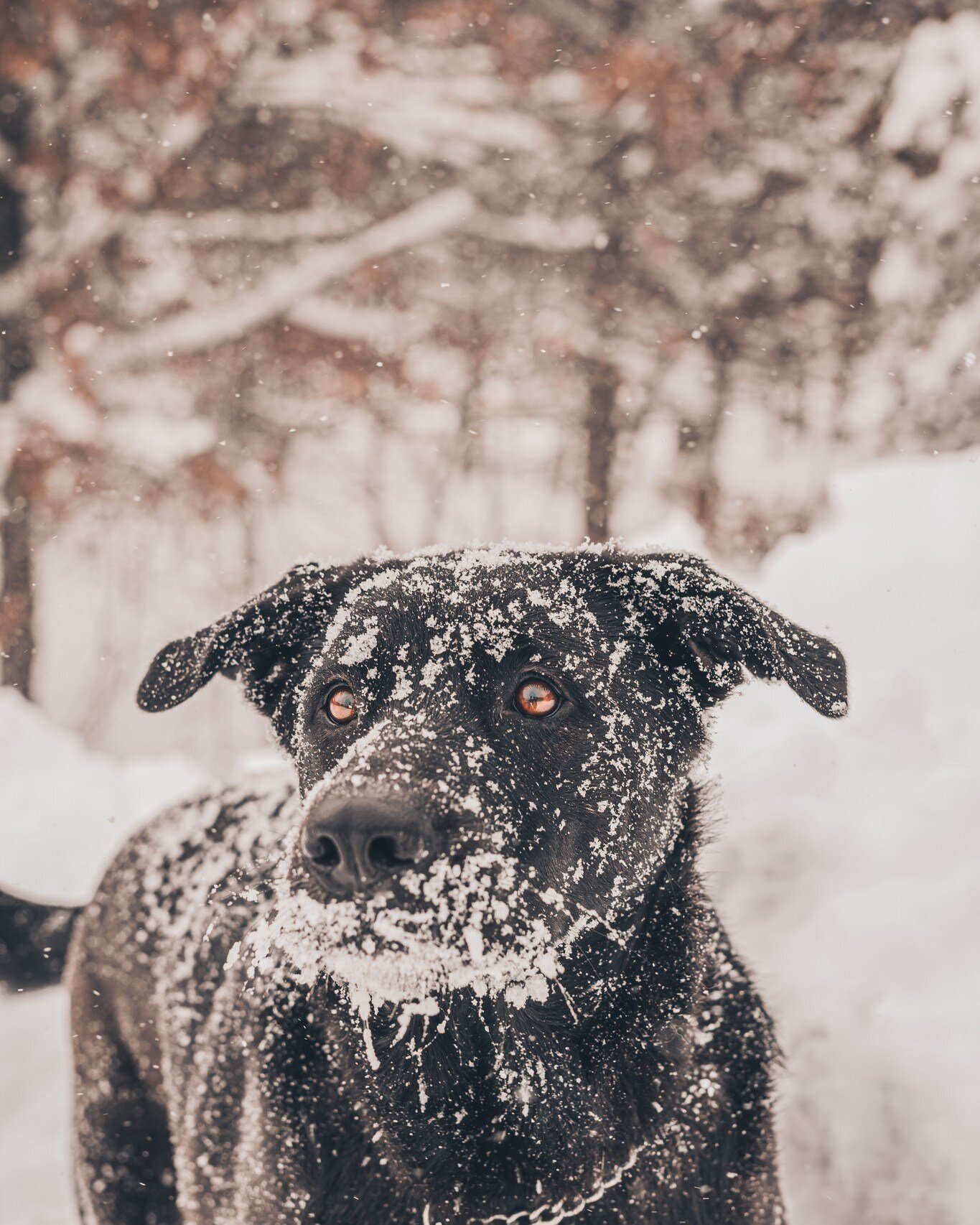 Unlike the rest of the current population in Wisconsin, this boy is always down for a good snow day. 
.
.
.
.
#sheprador #snowday #petphotography #wisconsinpetphotographer #eauclairepetphotographer #wi #dogphotographer #dogoftheday #petphotography #d