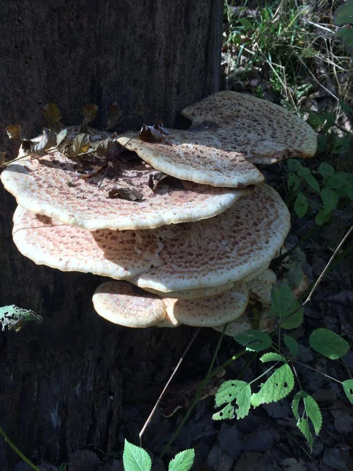Dryads saddle 3.jpg