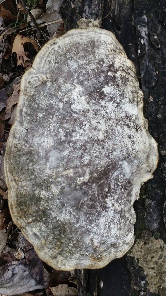 Fall texture2 .jpg