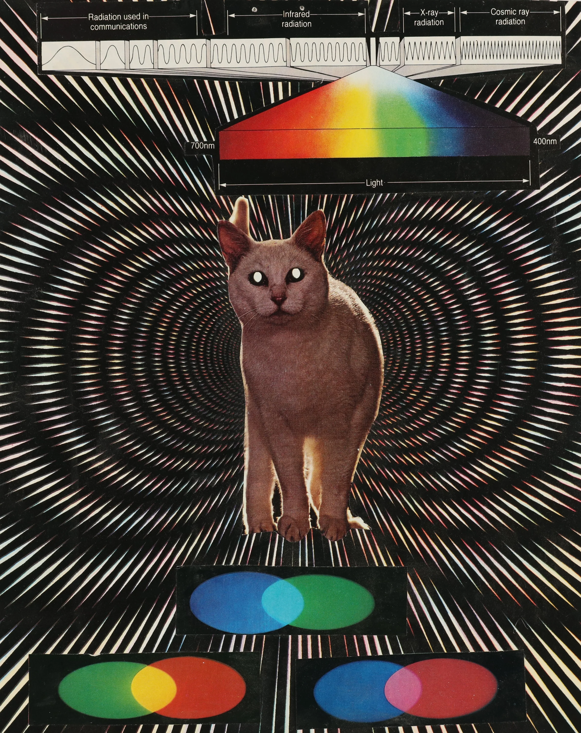 REvolutionCAt.jpg