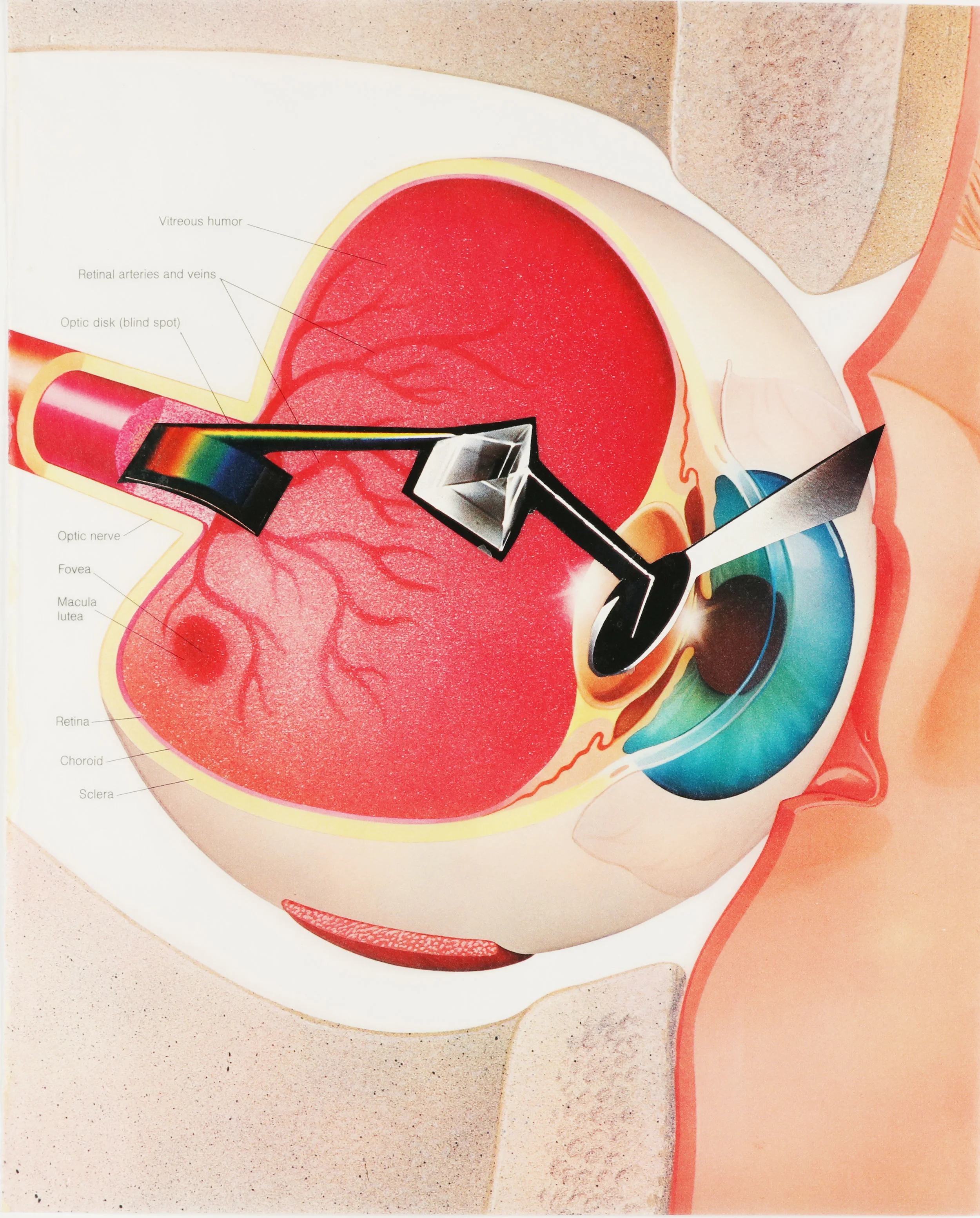 Eye4bright.jpg