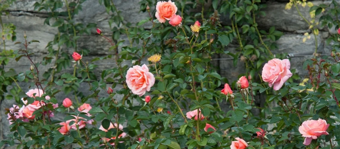 OutdoorRoseGarden_Fall2_cropped.jpg