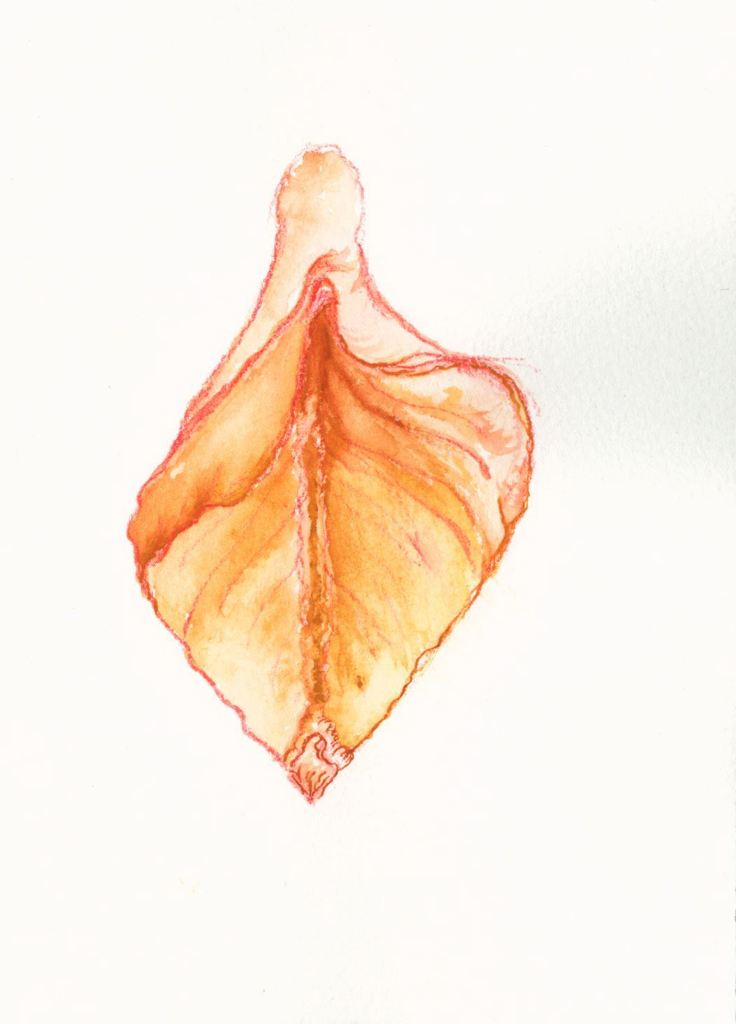 Watercolorheart.jpg