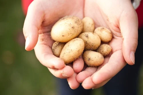 potatoes_500x333.jpg