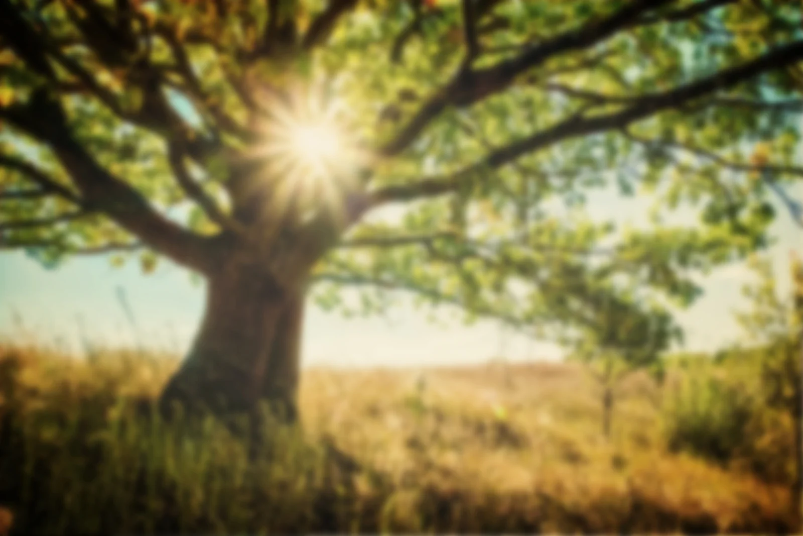 Jacqueline Warner Live Oak About Header.jpg