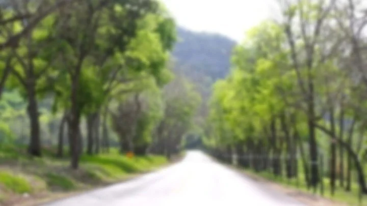 treeimage7mine.jpg