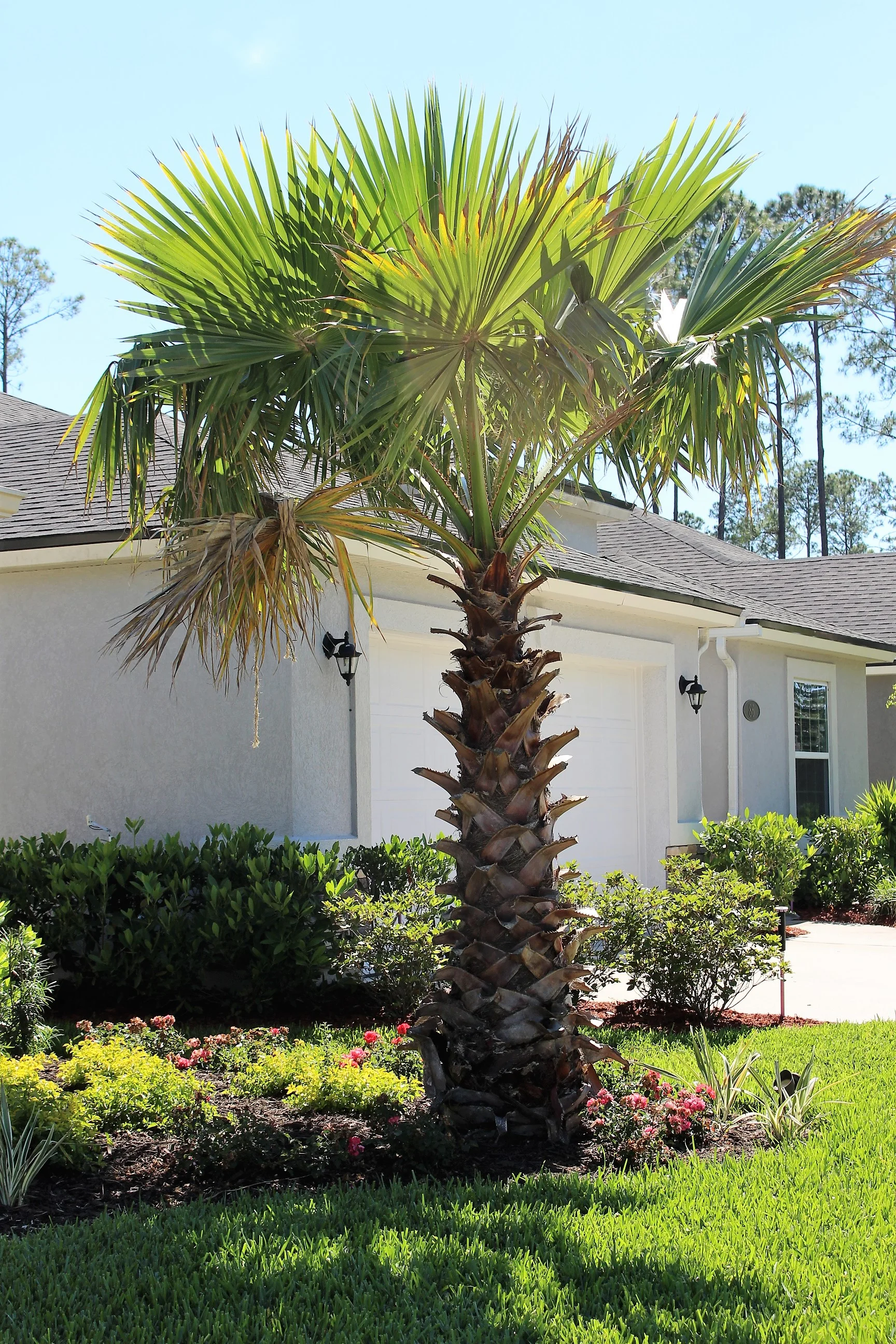 You have to have a palm tree in Florida!