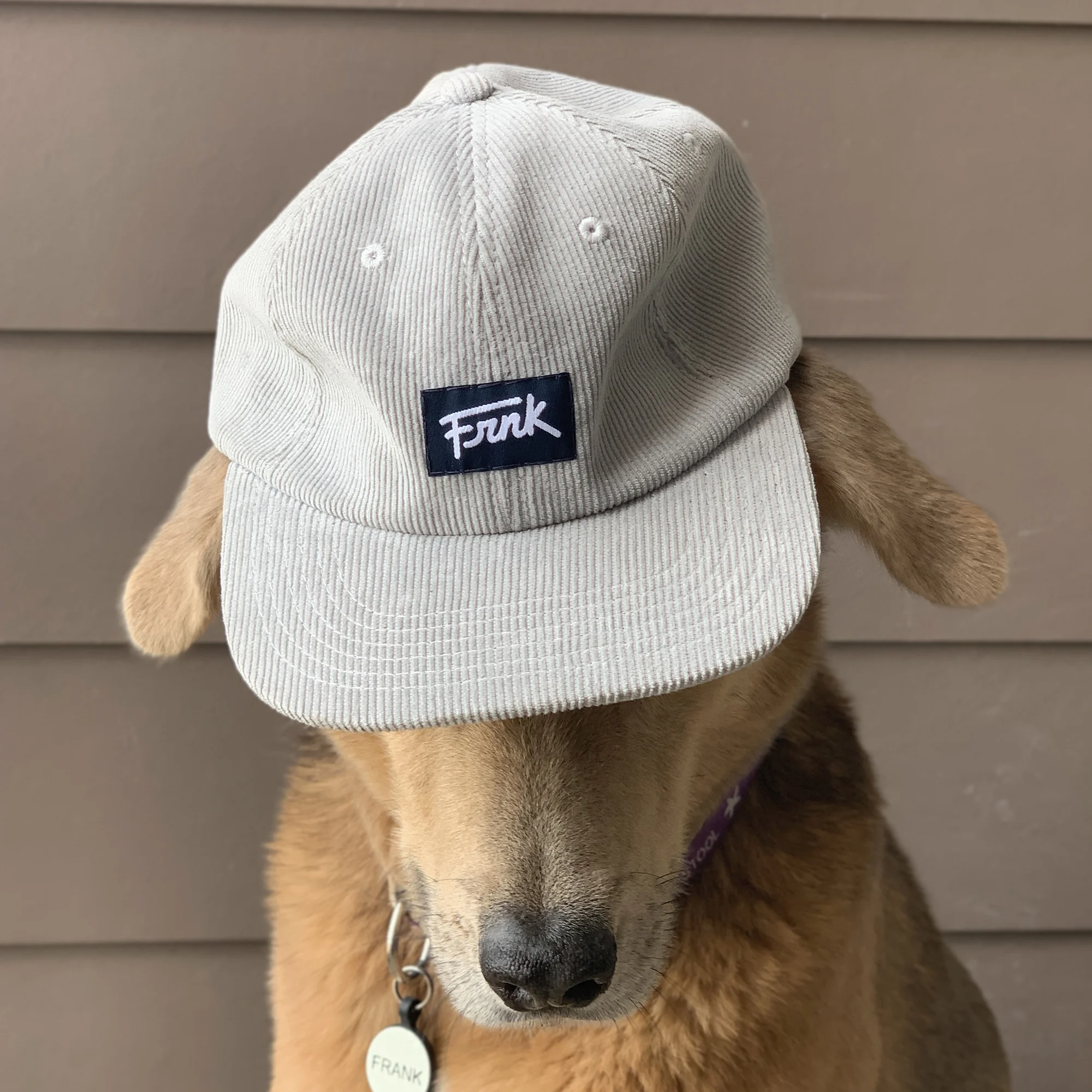 GreyFront-Frank.jpg