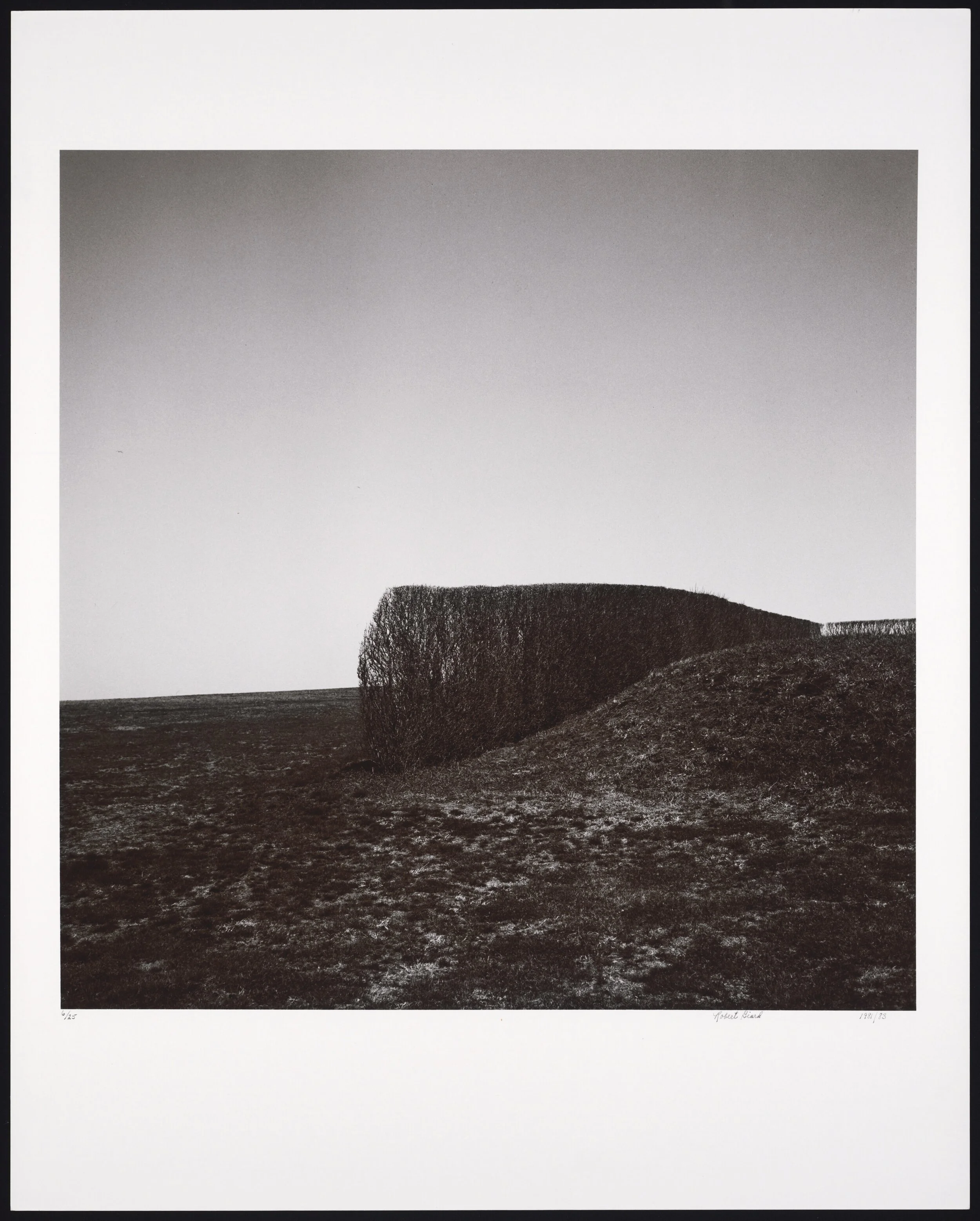 Hedge and Hillocks.jpg