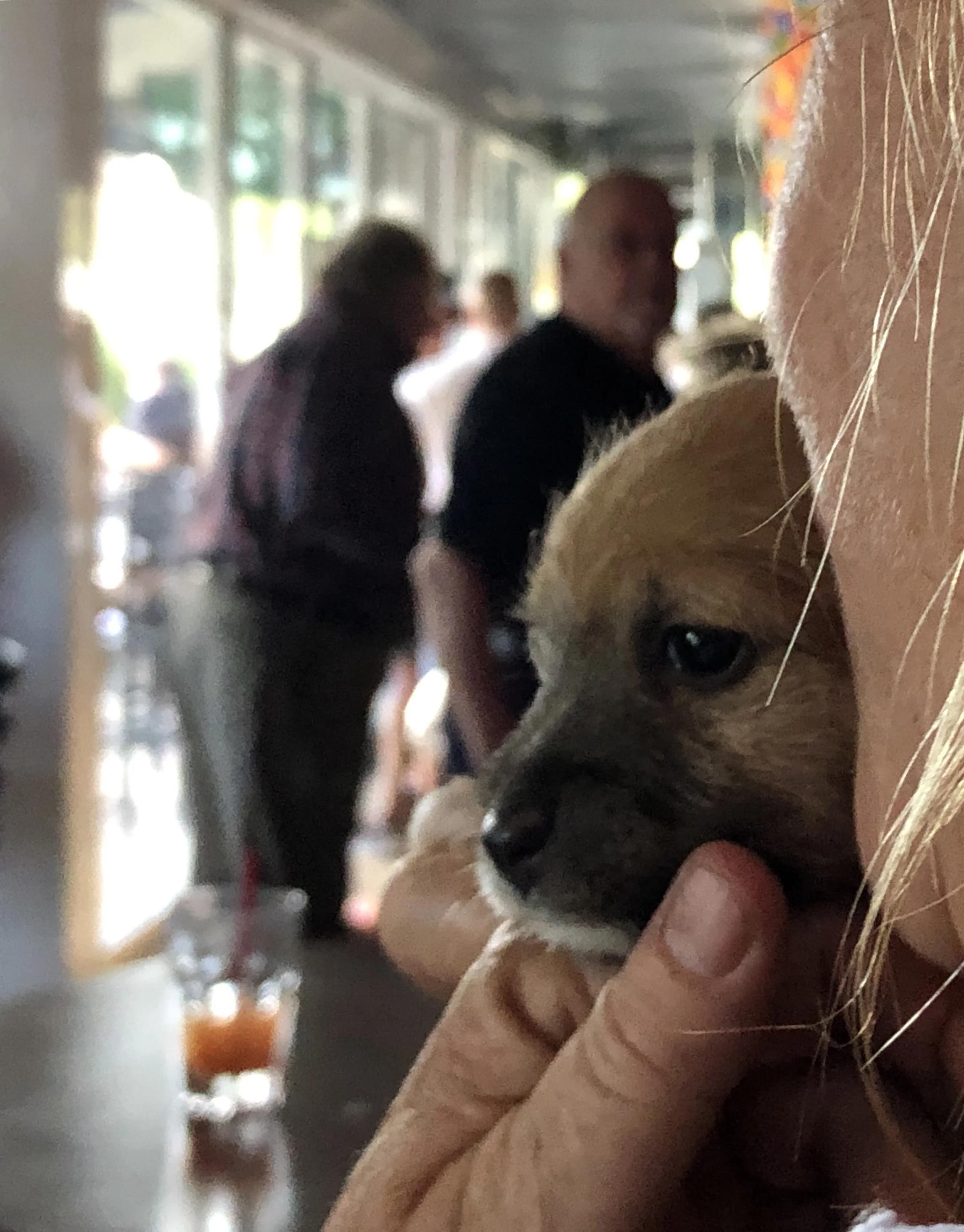 puppy face.jpg