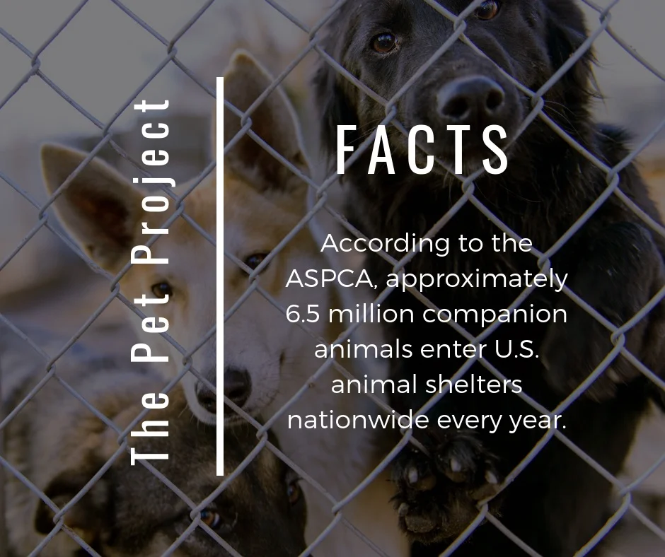 social-media-marketing-fort-lauderdale-pet-project.jpg