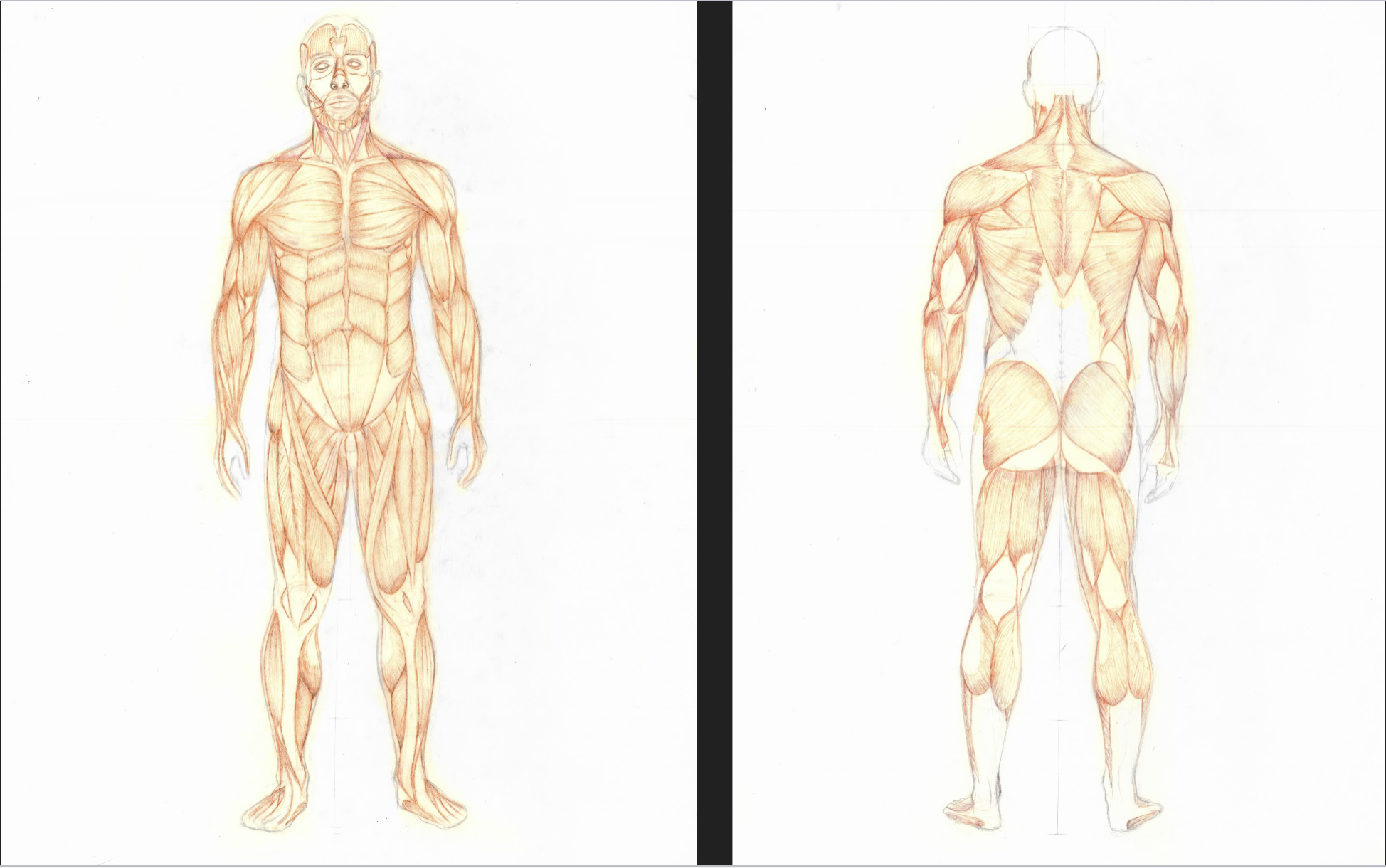   Figure I: Computer Animation, Game Art, and Illustration: Anatomy Project: Front/Back Muscles over Front/Back Line Drawing  Colored Pencil on Tracing Paper over Paper 18” x 24” Ringling College of Art and Design 